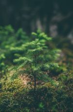 Our EASE forest continues to grow
