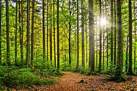 The EASE Virtual Forest continues to grow