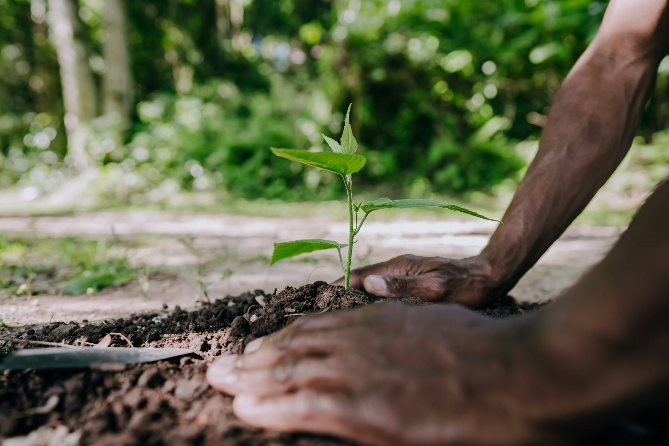 Our EASE Forest grows…